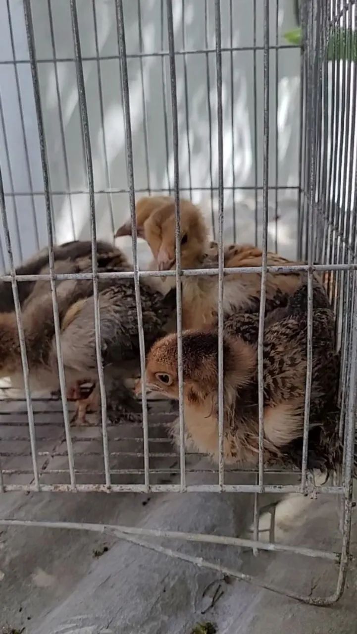 Pintos Brahmas