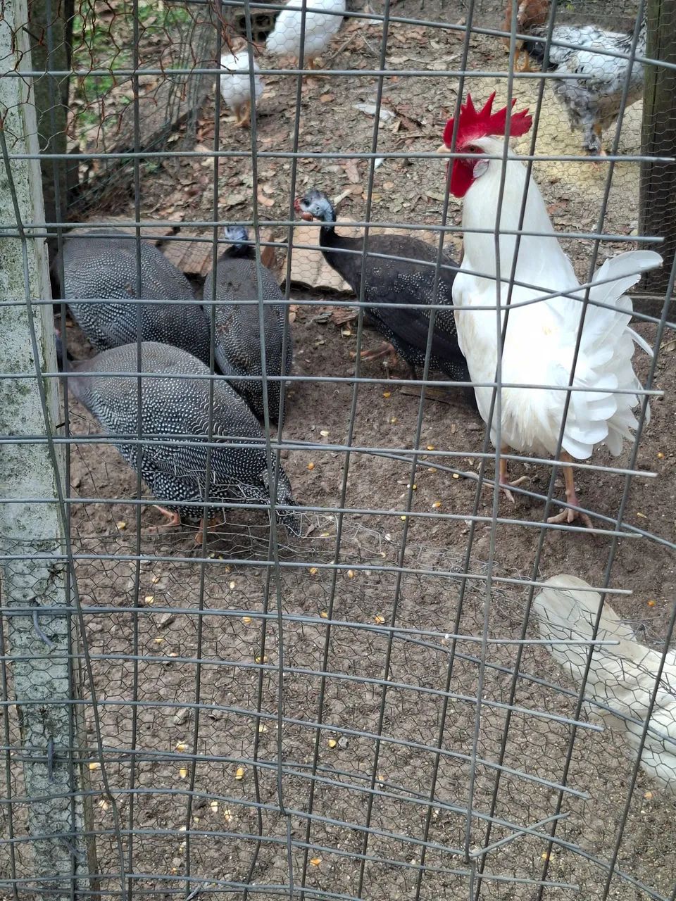 Vendo galos e angulista  - Foto 2