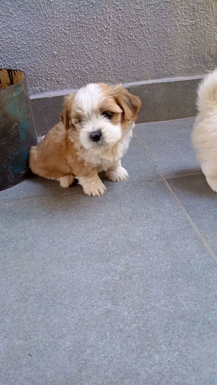 Lhasa Apso filhotes  - Foto 2