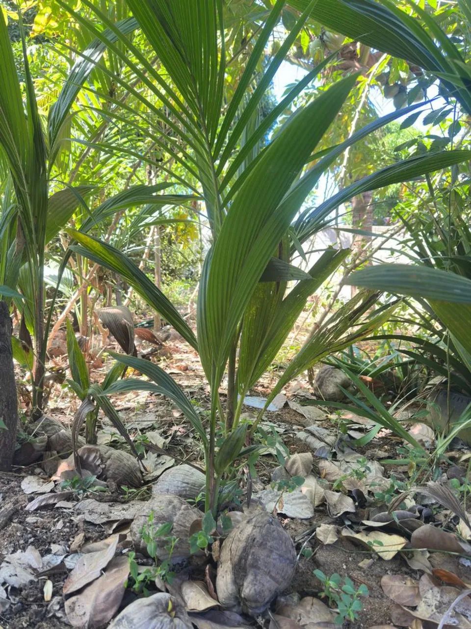 Muda Coqueiro 