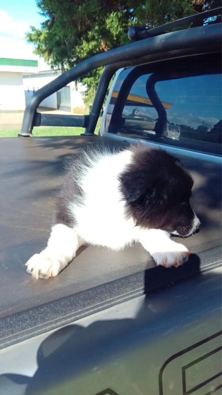 Doacao Border Collie - Foto 5