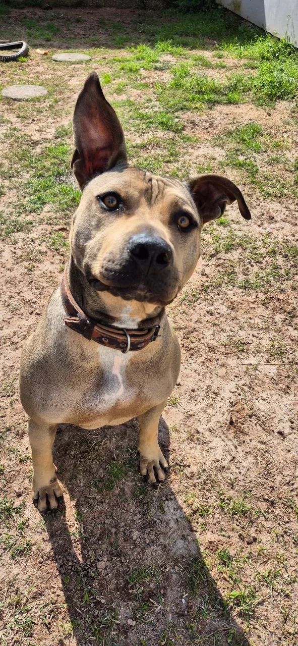 Âmbar, pitbull 1 ano e meio. Damos ajuda de custo - Foto 5