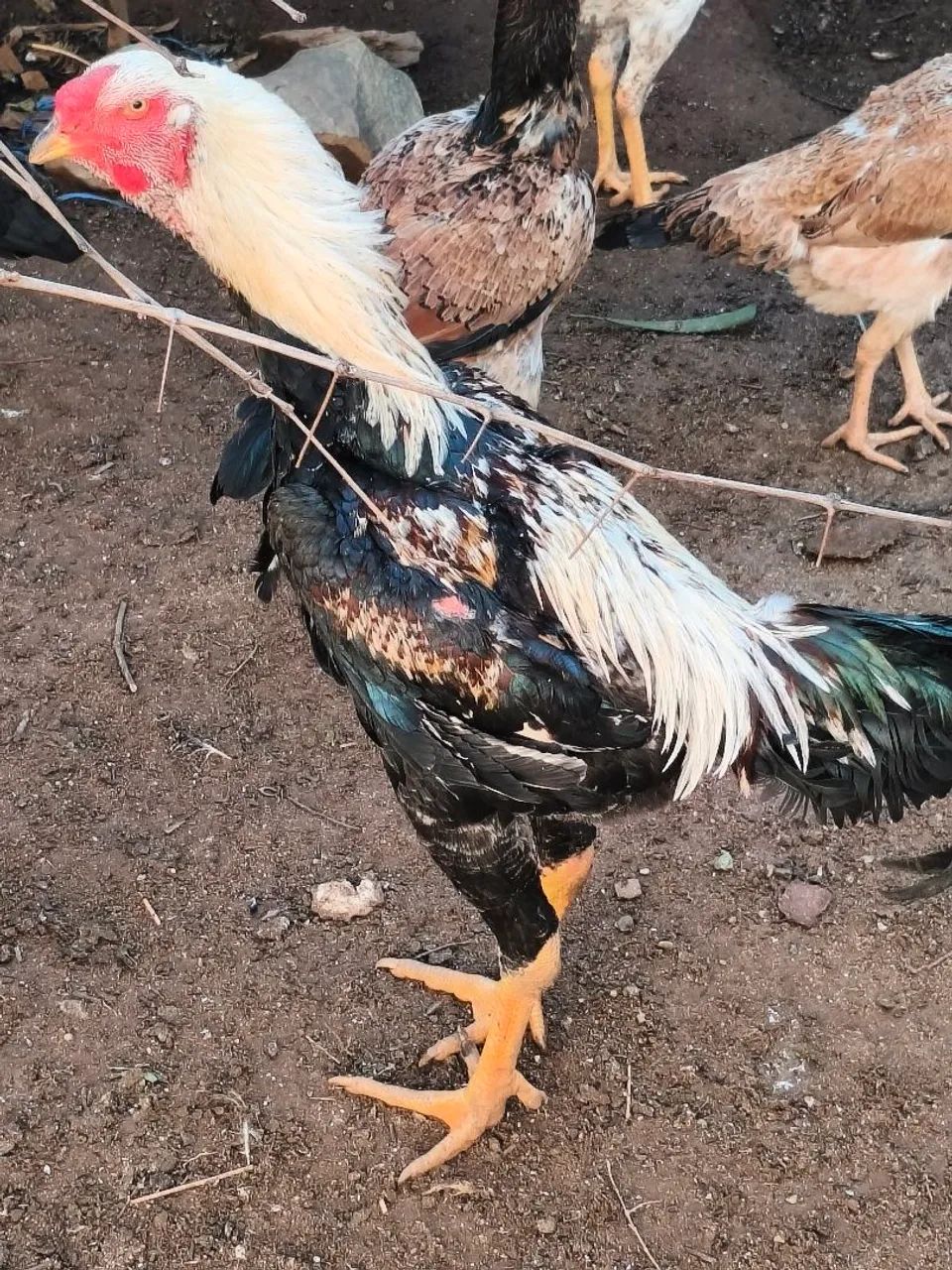 Frango índio gigante  - Foto 2