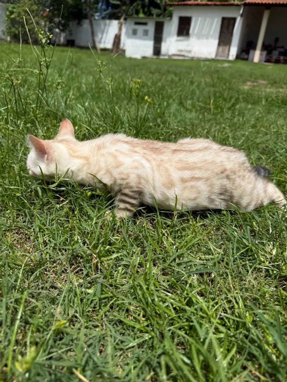 Gato Bengala - Foto 4