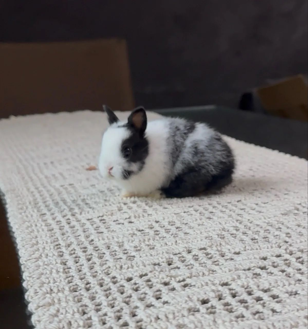 Coelho anão netherland dwarf - Foto 5
