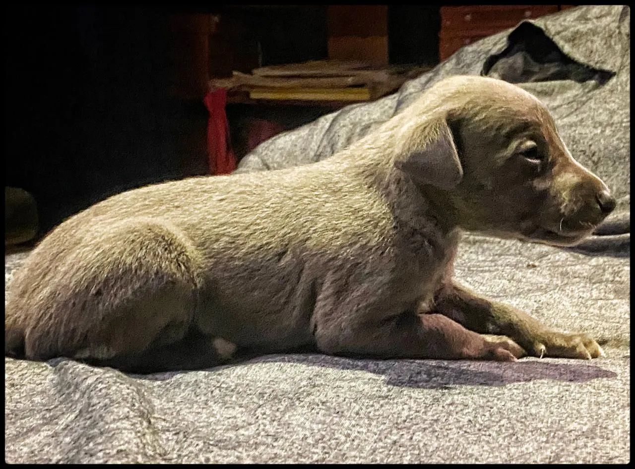 Whippet / Galgo 2.800,00 - Foto 2