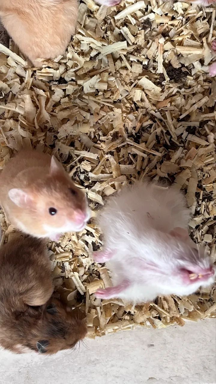 Hamster Sírio  - Foto 4