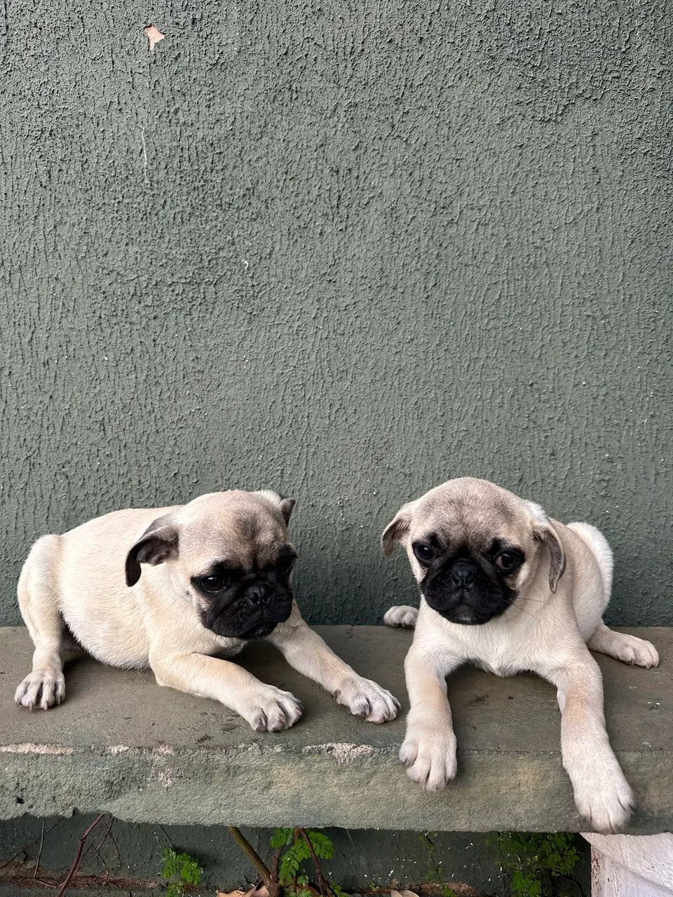 Pug machos
