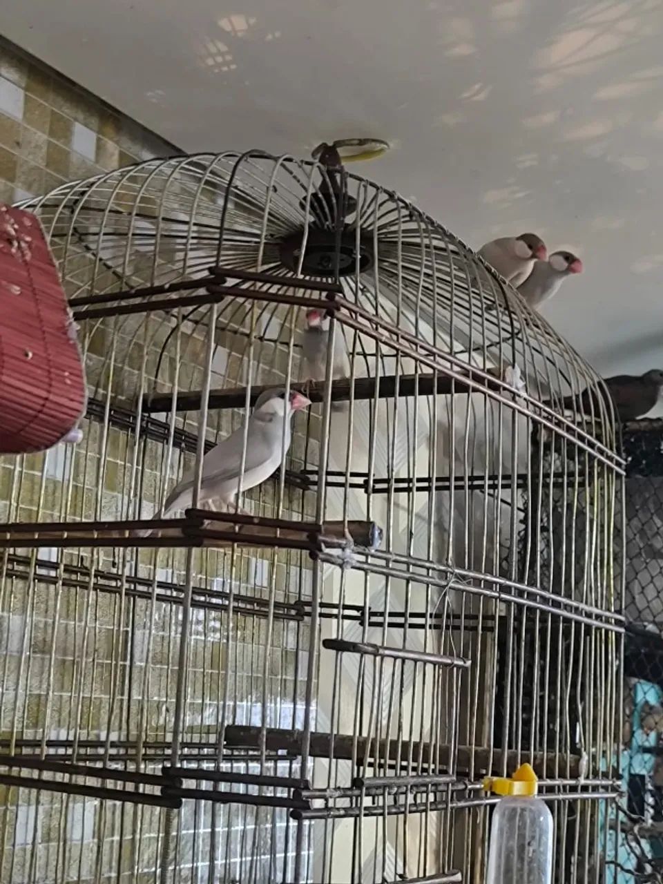 cuidado de passaros residencial e hospedagens em santos - Foto 5