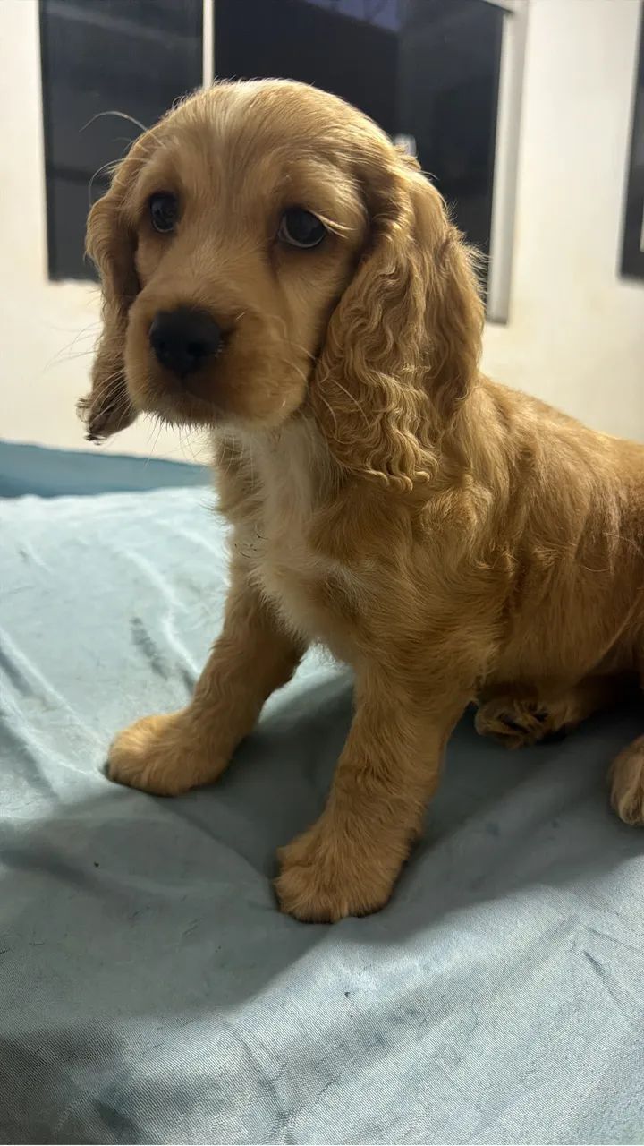 Cocker Macho  - Foto 5