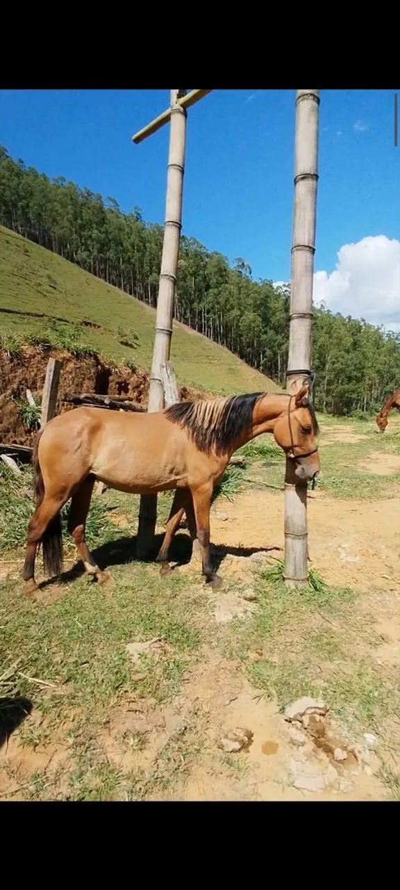Potro baio diferenciado 