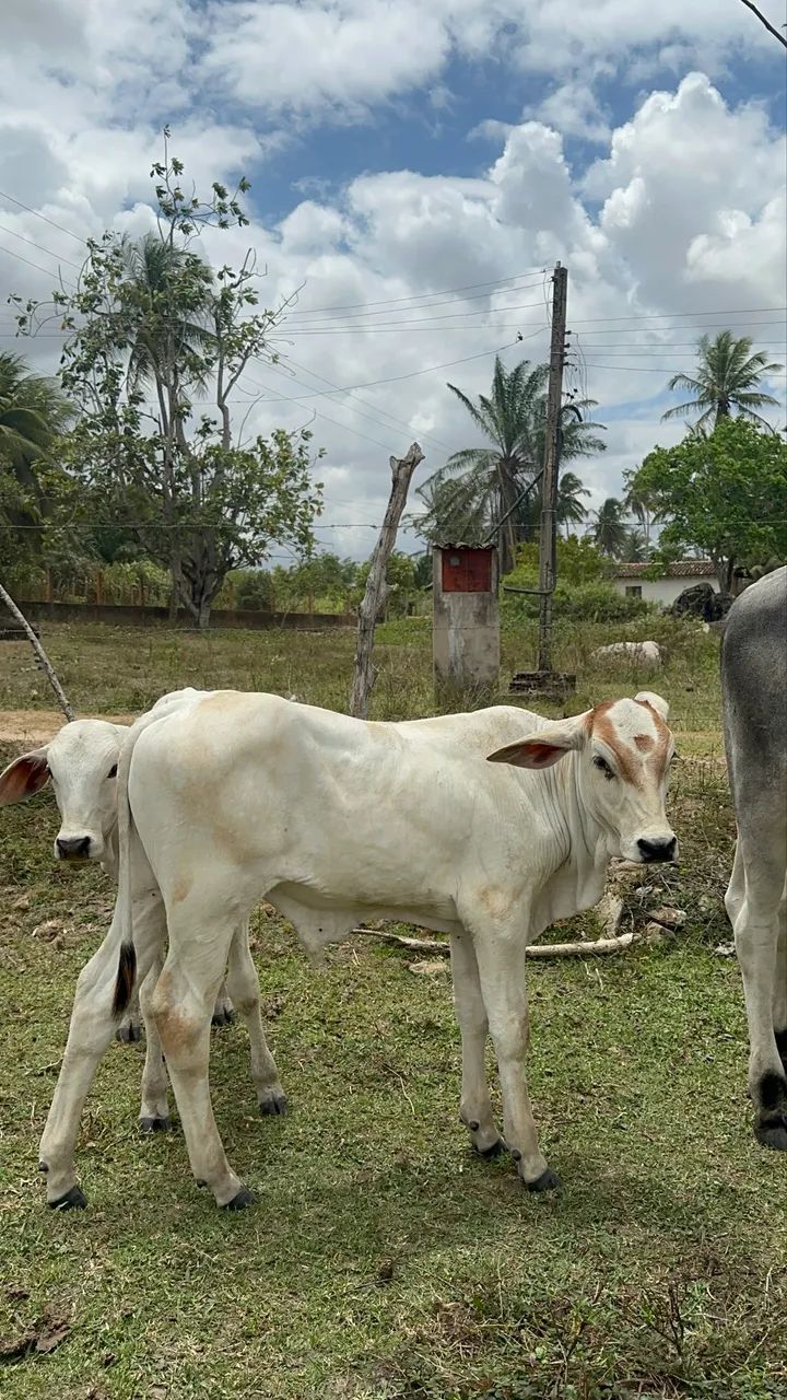 Vaca mestiça Nelore com bezerro  - Foto 5