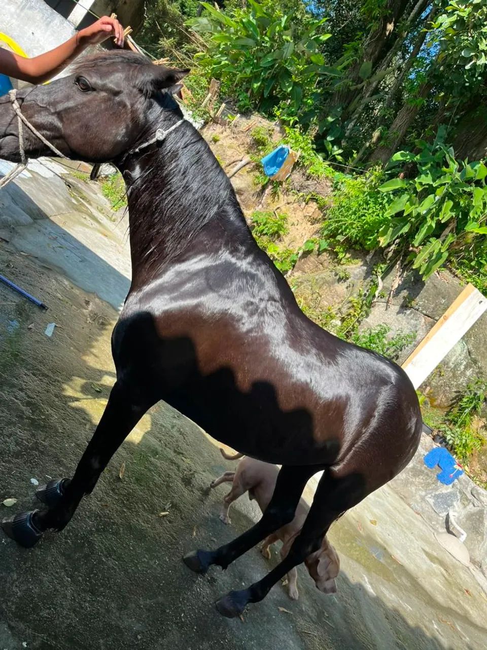 Cavalo Manga larga  - Foto 2