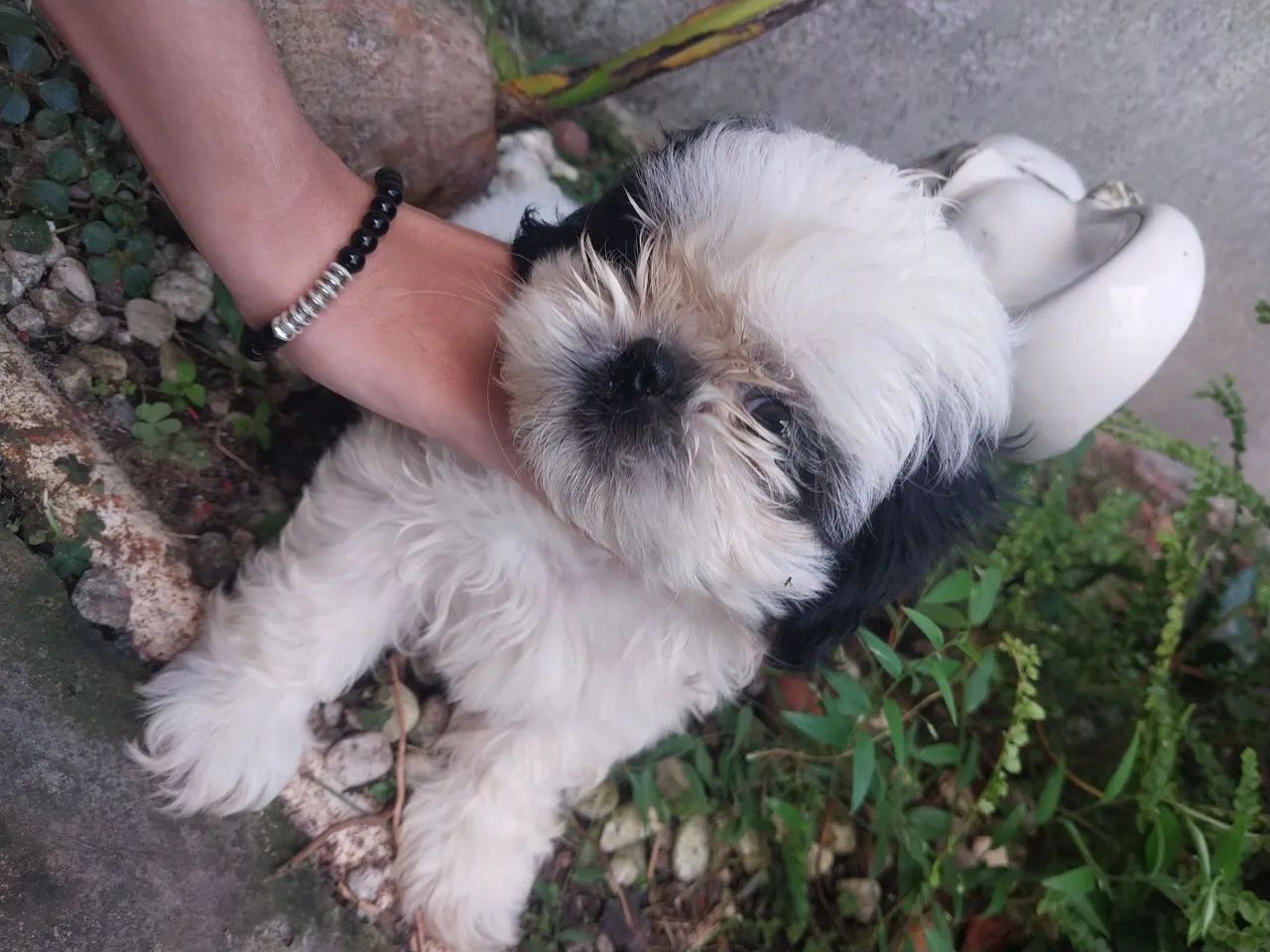 Vendo lindo cachorrinho shitzu macho  - Foto 2