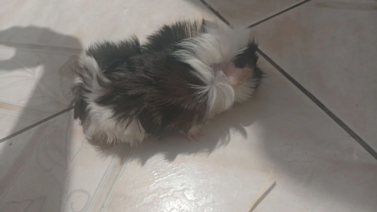 Porquinhos da índia - preá