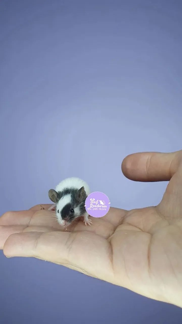 Topolinos MINI Roedor
