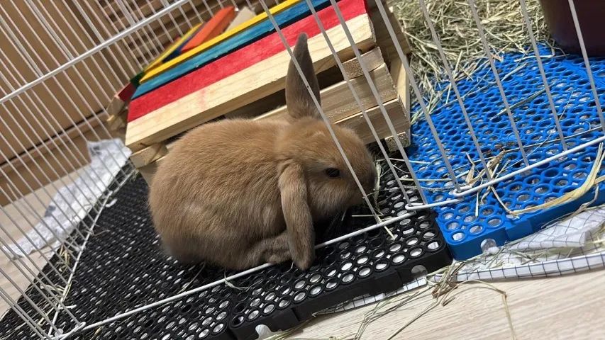 Coelhos filhotes - Foto 3