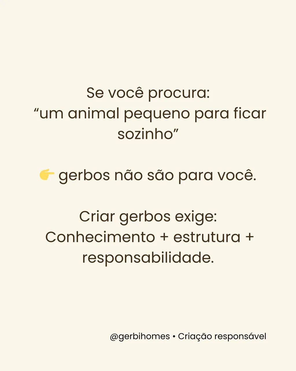 Gerbil |Esquilo da Mongólia| Gerbo  - Foto 3