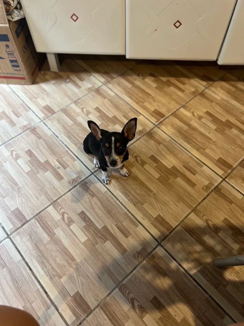 Lindo pinscher macho n 0 - Foto 4