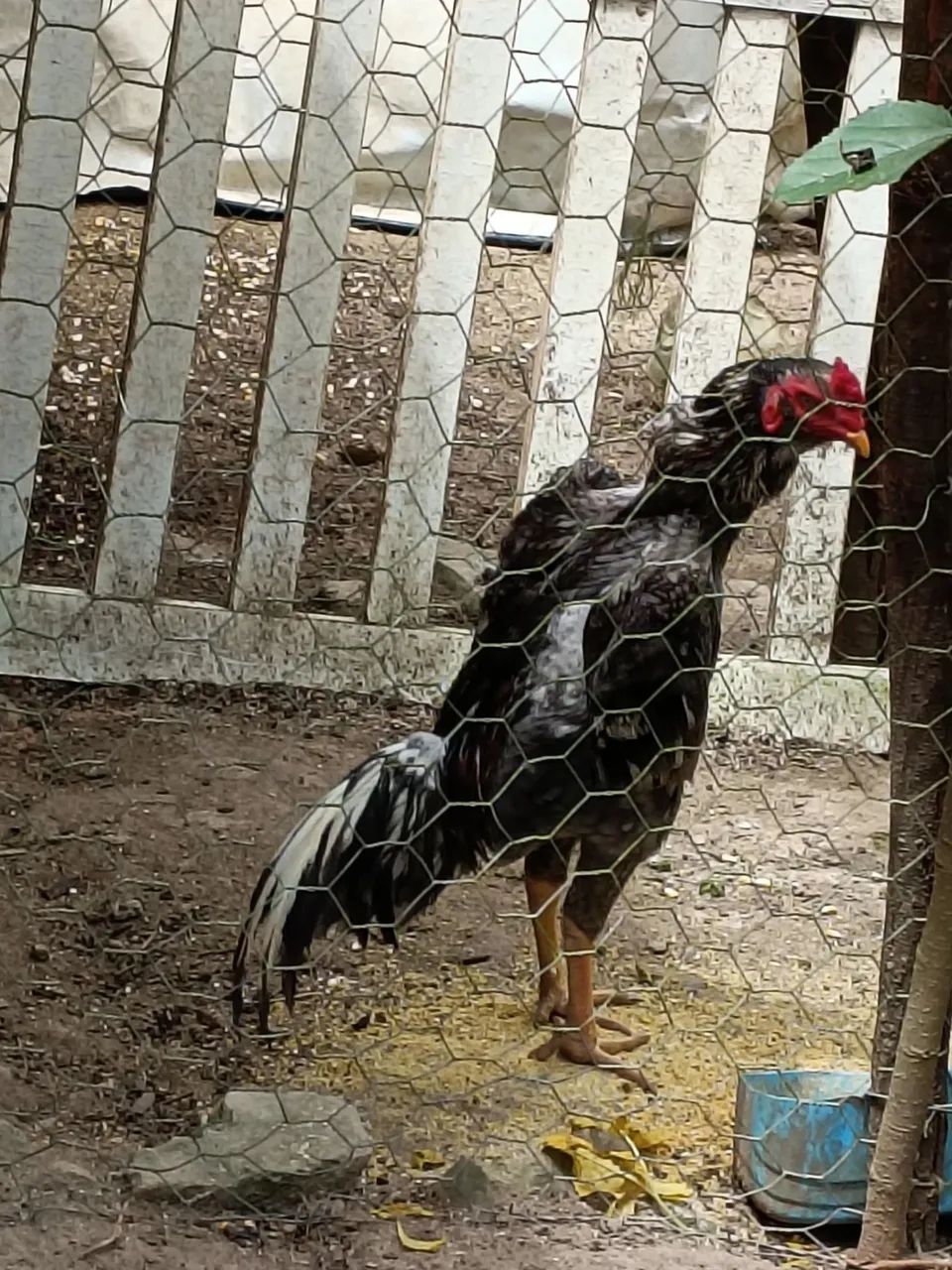 Galo e galinha  - Foto 2