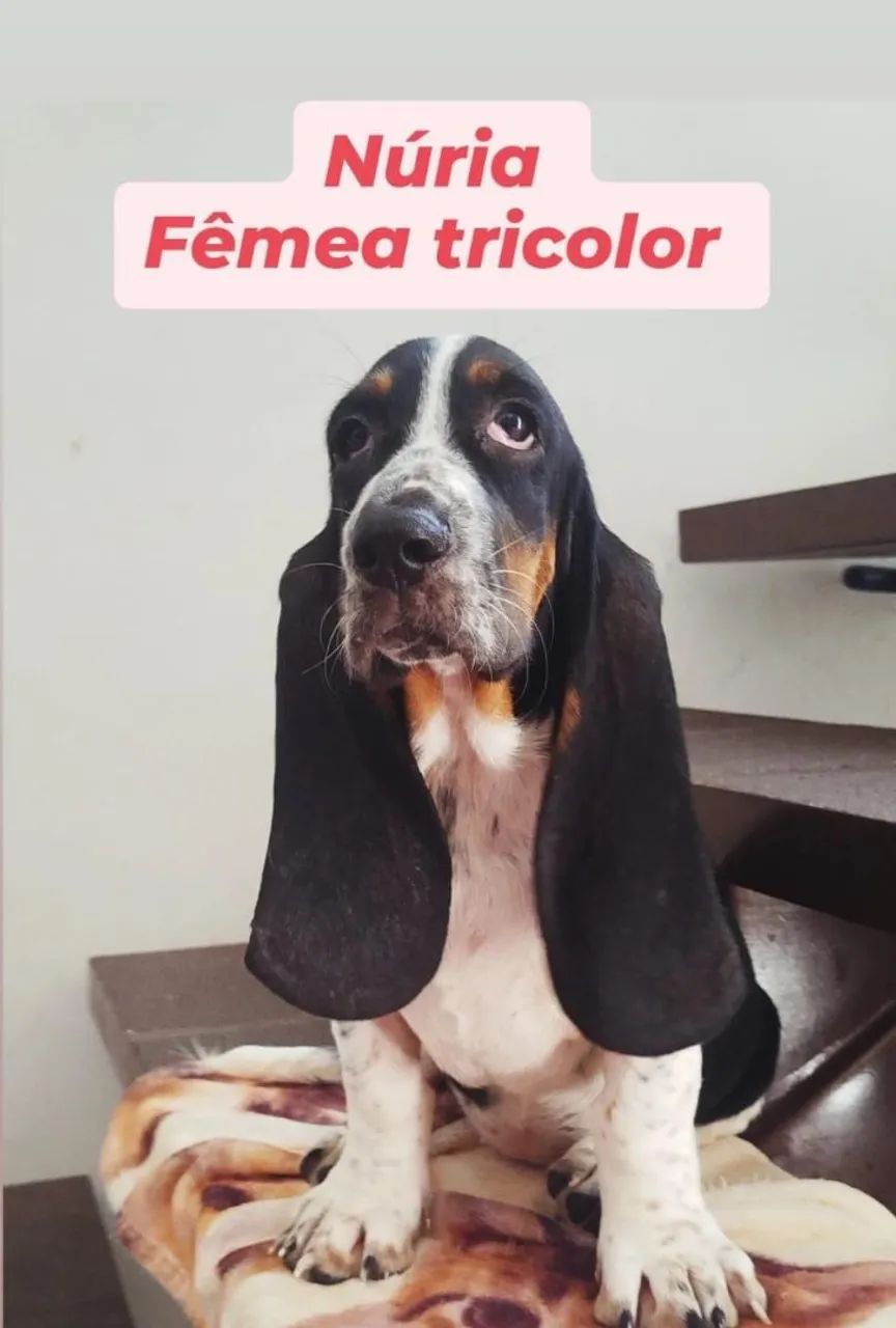 OBasset Hound macho vacinado - Foto 3