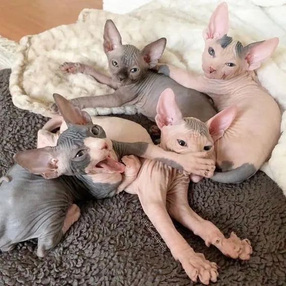Sphynx 