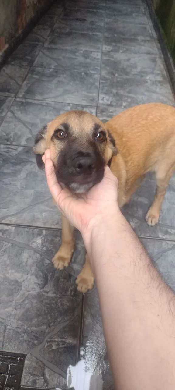 Doa-se cachorro