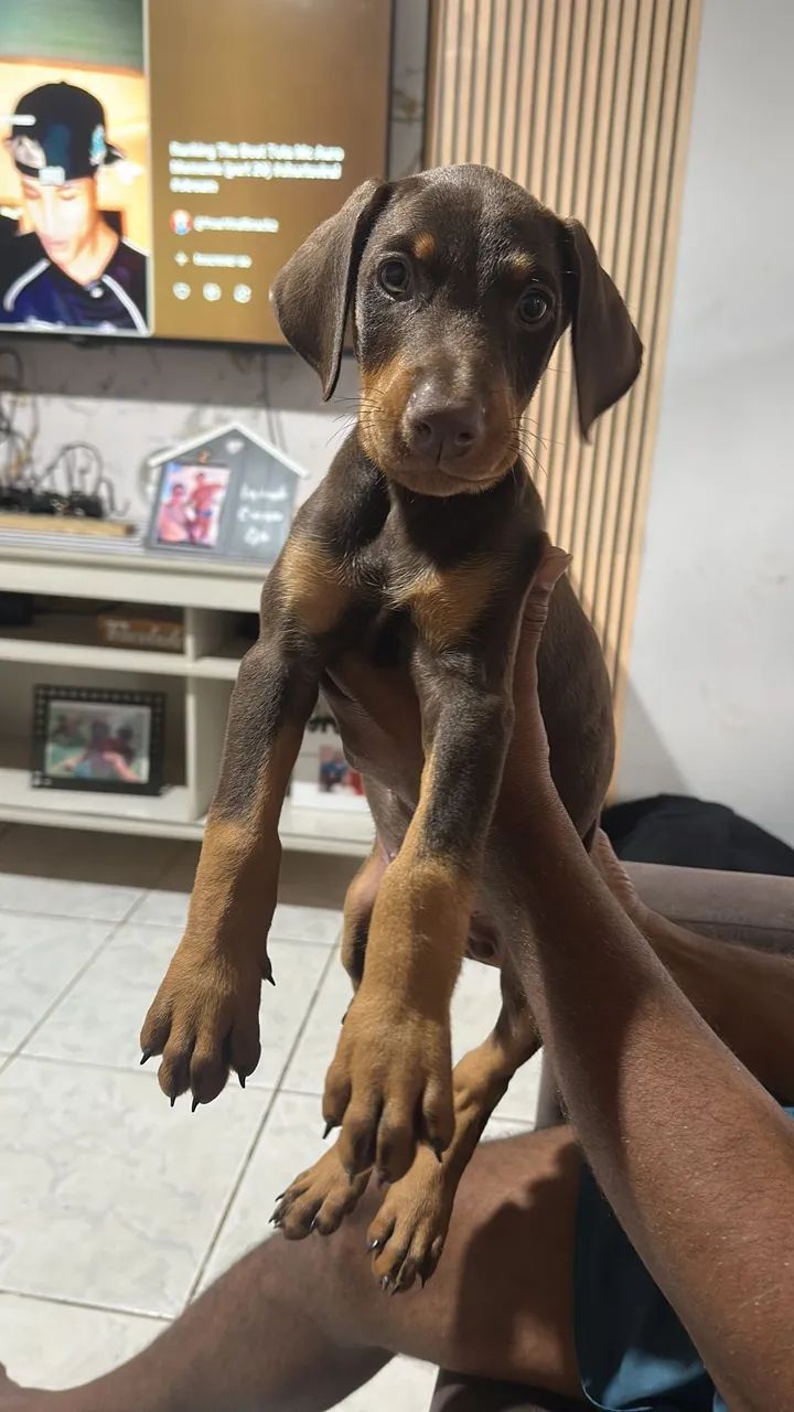 Vendo - Foto 2