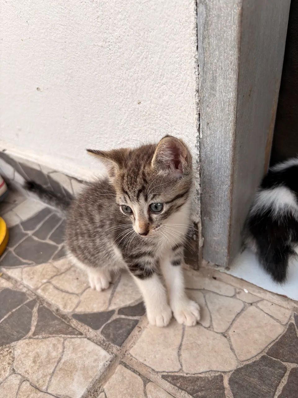 Adoção  - Foto 3