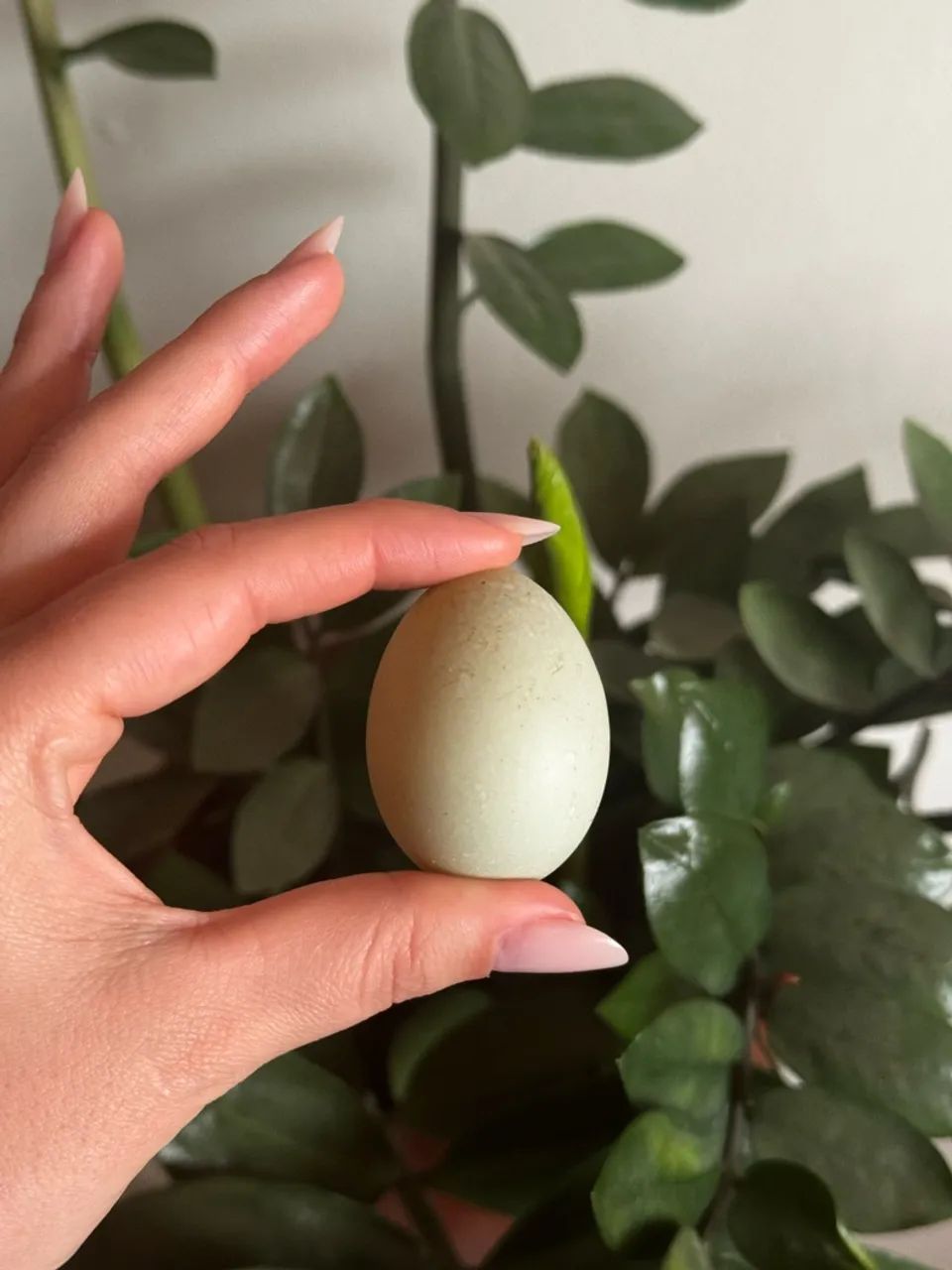 Ovos férteis de mini marreco  - Foto 2