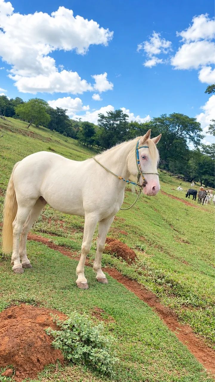 Vendo cavalo