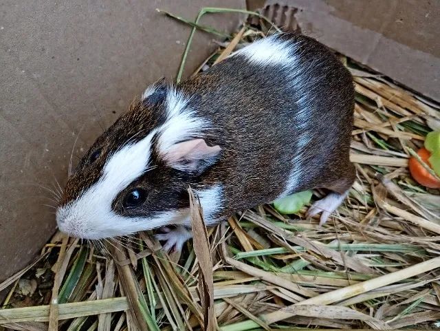 Porquinho da índia  - Foto 2