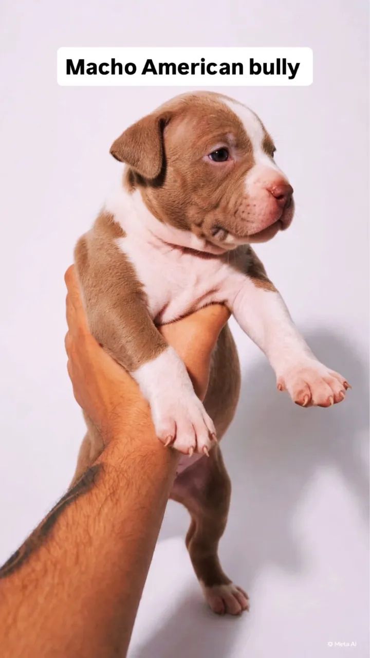 Filhotes de American bully  - Foto 3