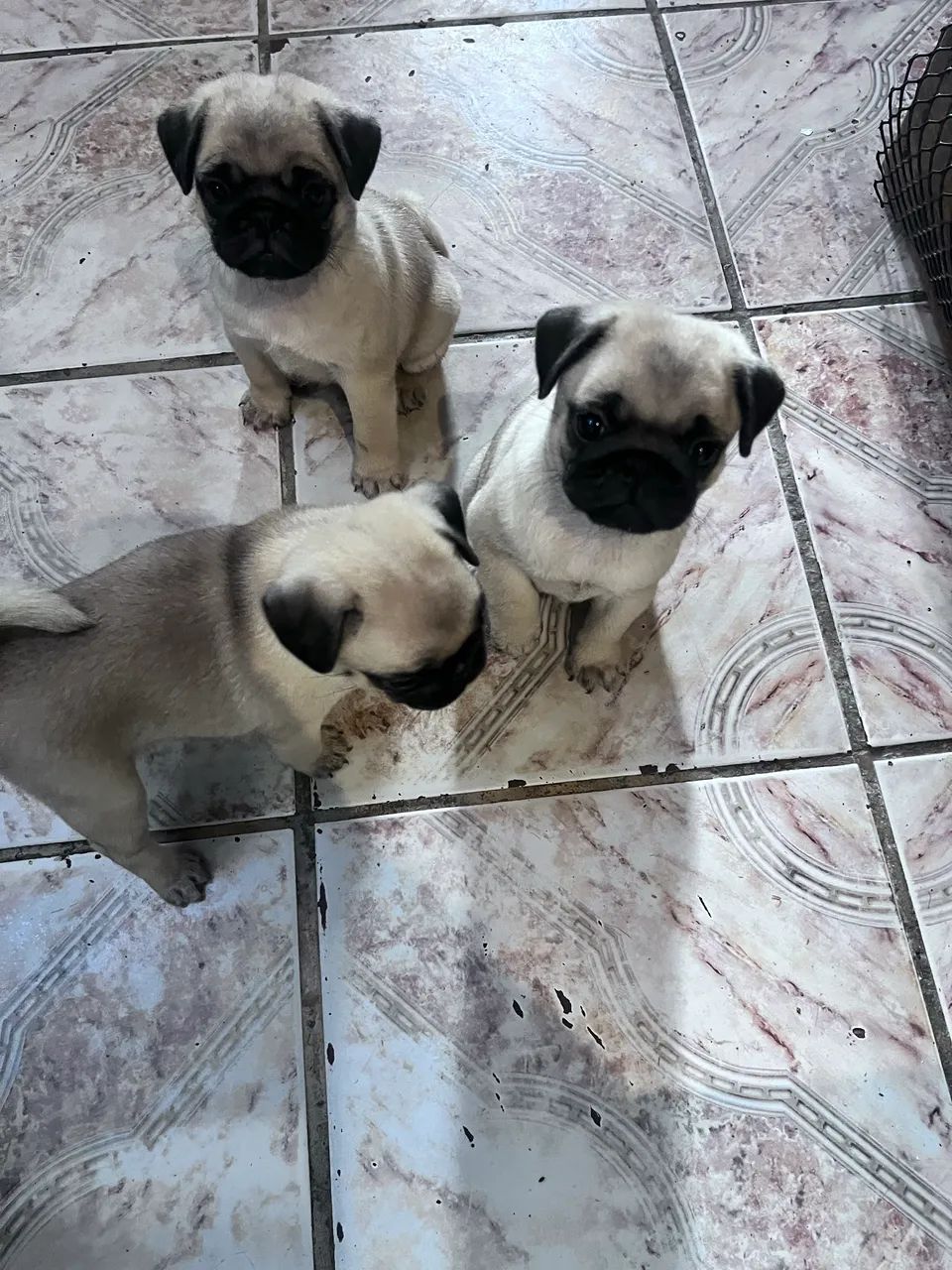 Animal - Foto 3