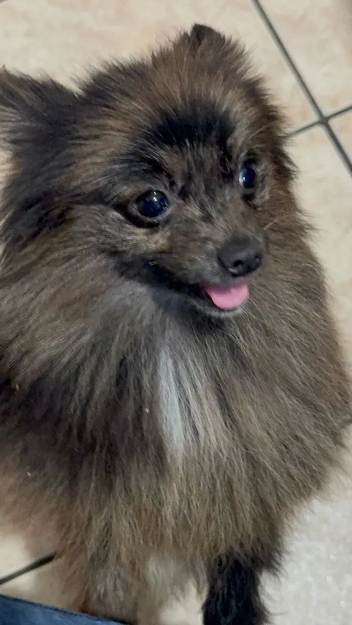 Spitz Alemão Macho Anão  - Foto 2