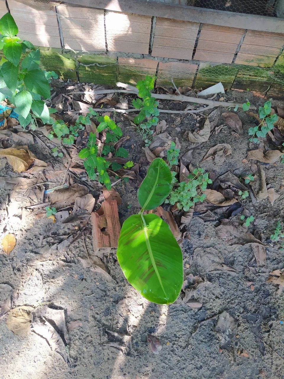 Bananeira pacovan - Foto 2