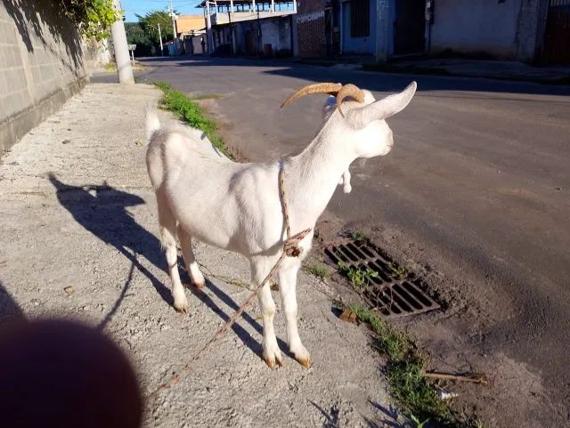 Cabra Saanen
