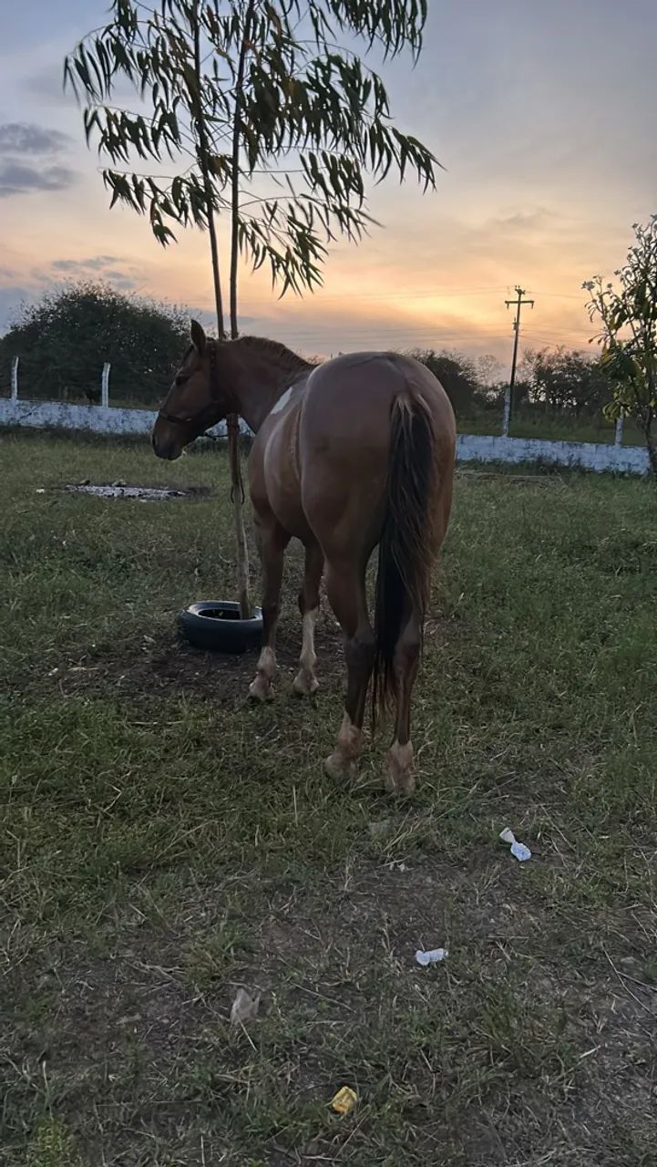 Cavalo 