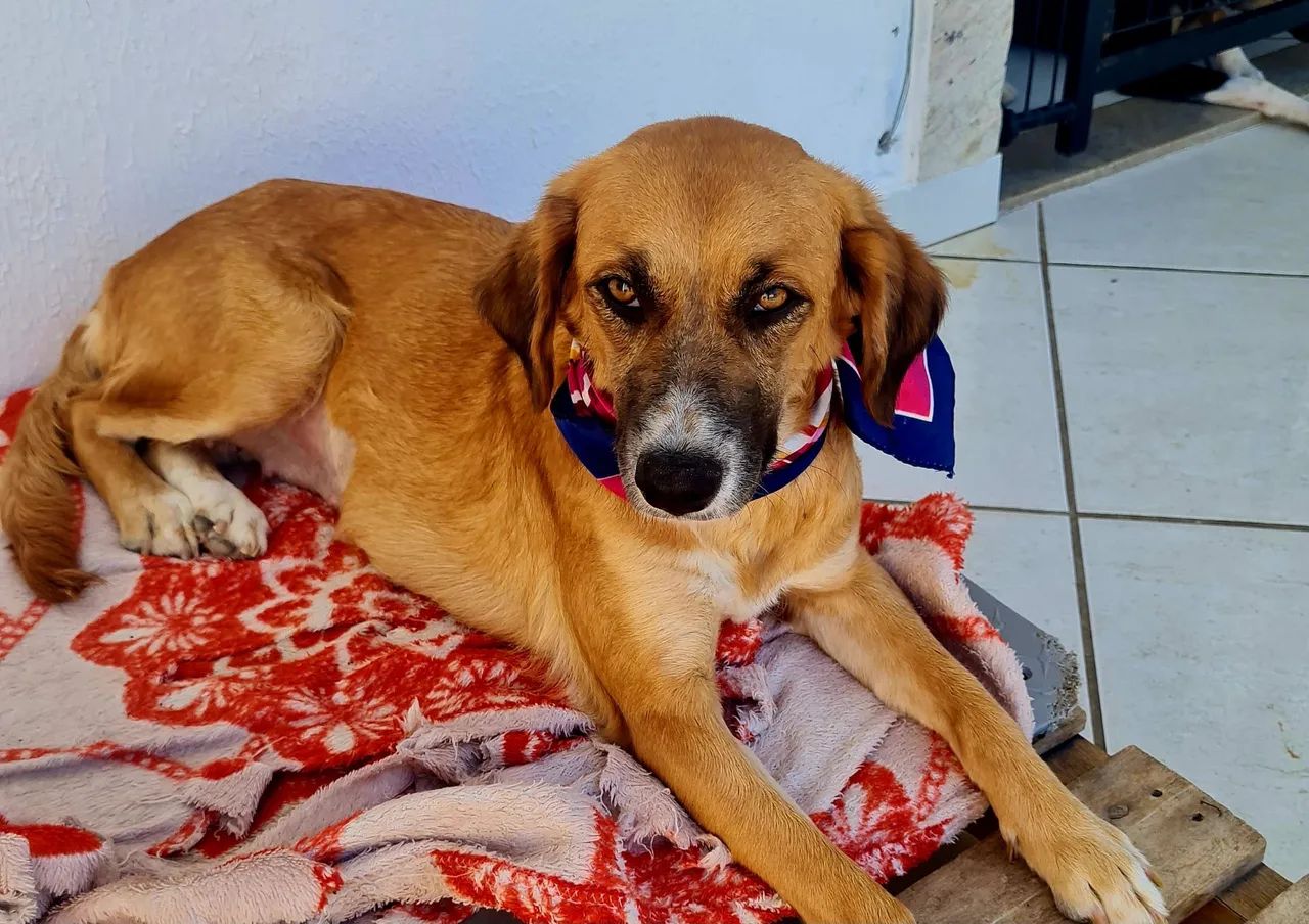 Animais de estimação - Foto 3