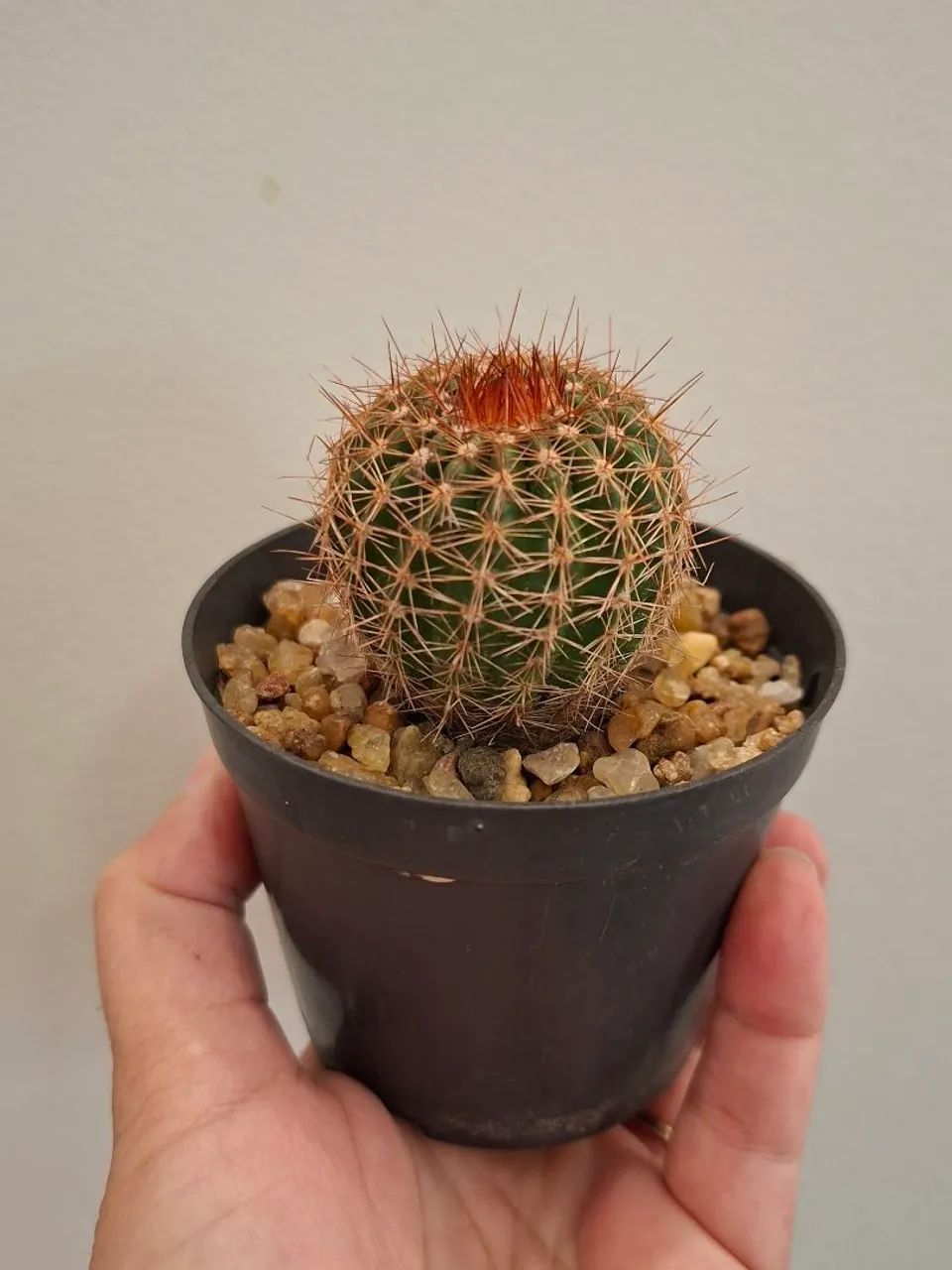 Kit de cactos 1 - Foto 2