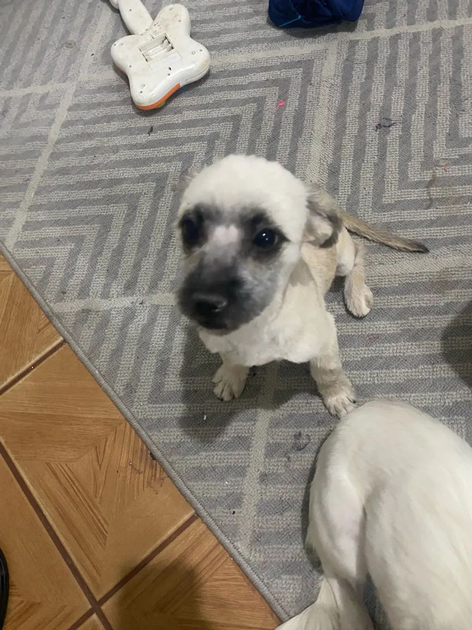 Doação de cadelas  - Foto 4