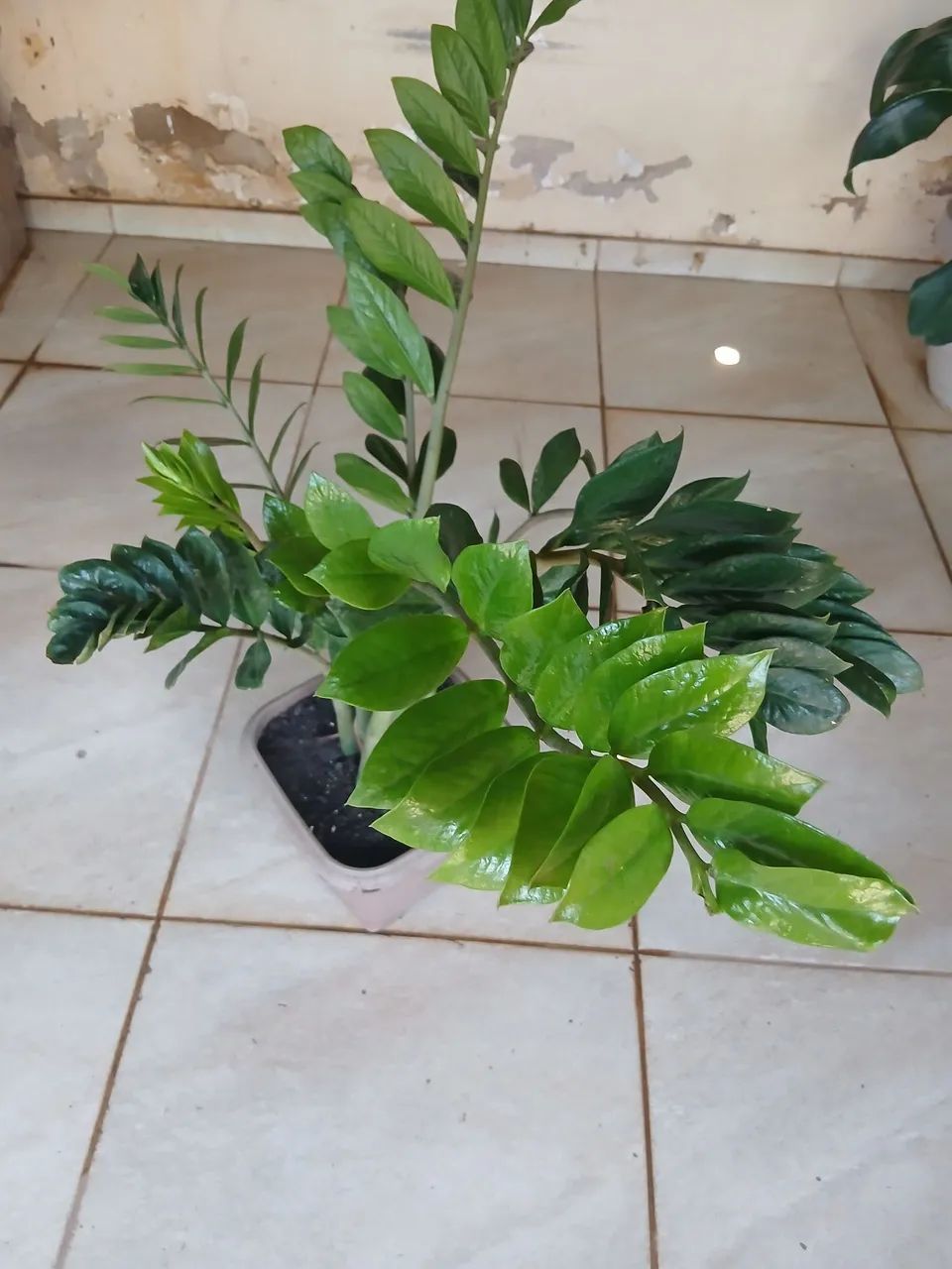 Planta  - Foto 2