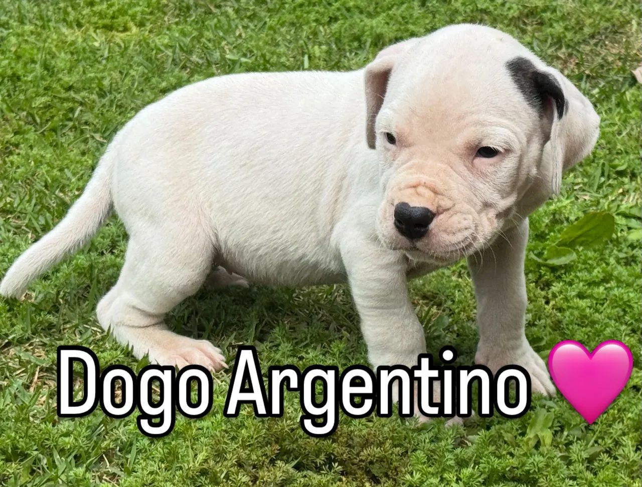 Dogo Argentino - Foto 3