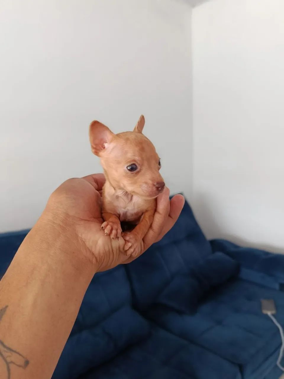 PINSCHER micro zero zero  - Foto 5