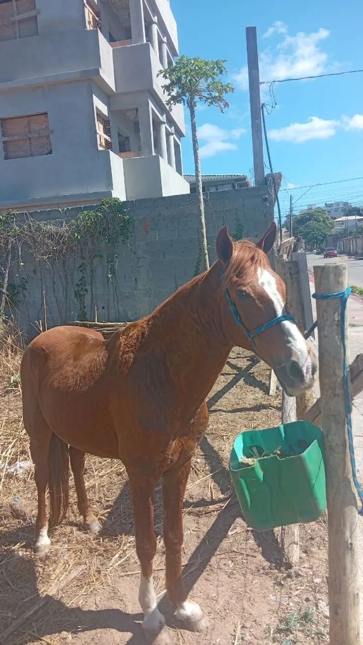 Cavalo extra de picado .. - Foto 5