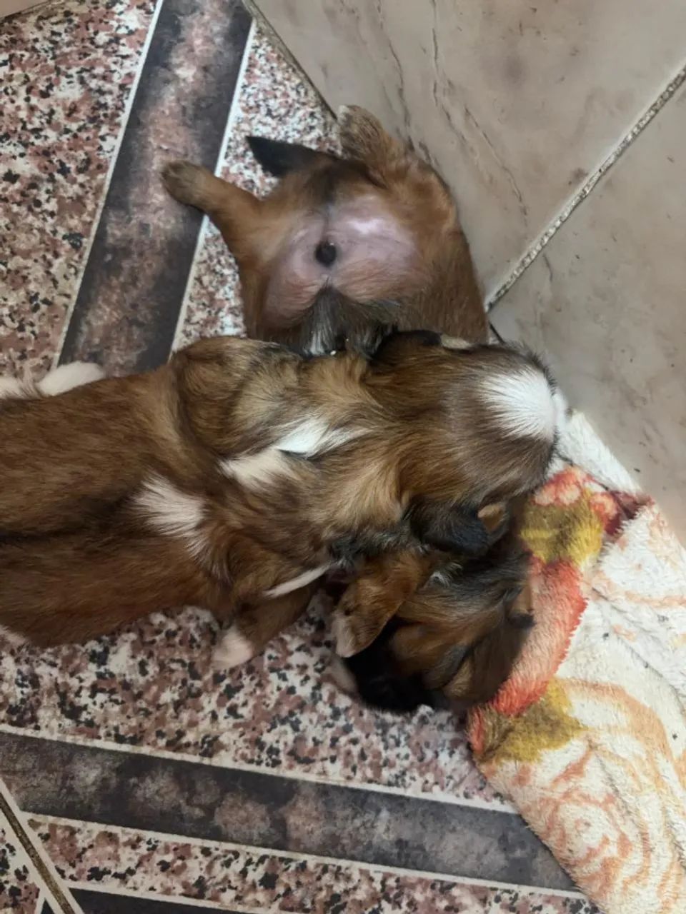 Filhotes de Shitzu Macho - Foto 3