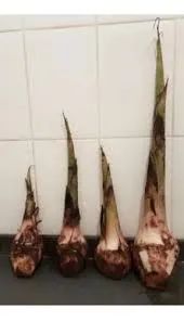 Mudas de bananas da terra 