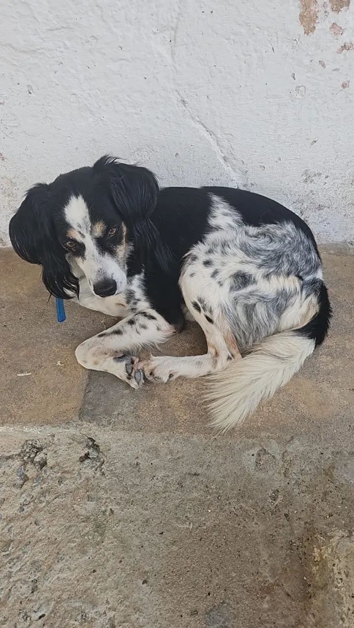 Cachorro dócil para adoção 