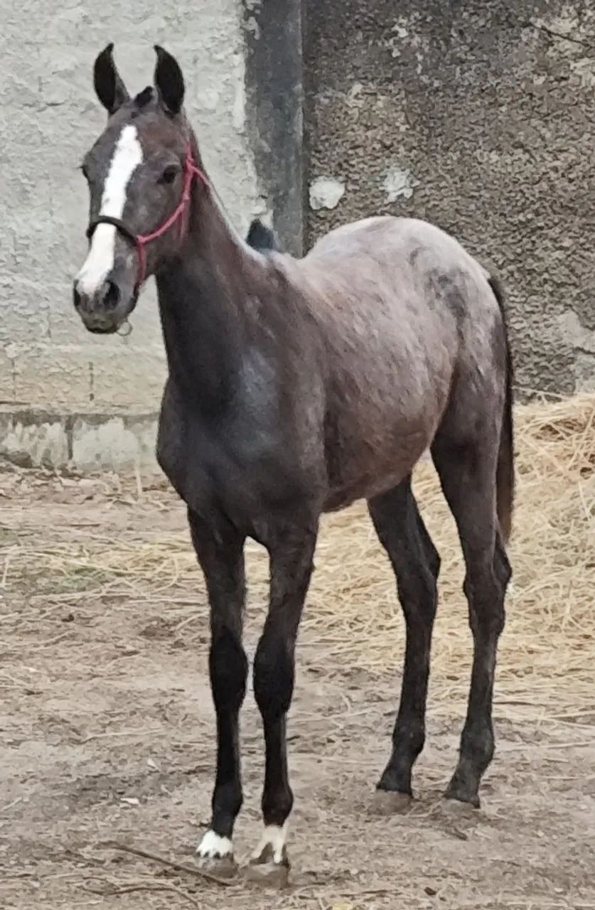 Potra registrada - Foto 4