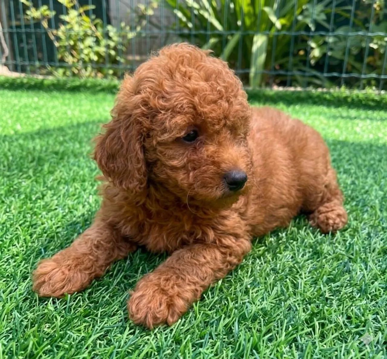 Poodle Toy Red - Foto 2